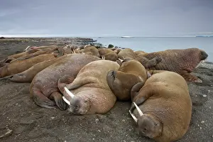 Ivory: Norway, Svalbard, Nordaustlandet, Walrus