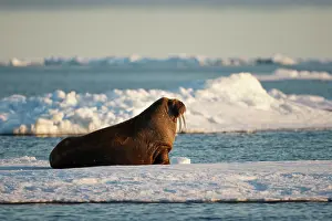 Midnight: Norway, Svalbard, Nordaustlandet, Walrus