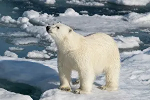 Dangerous: Norway, Svalbard. Norway, Svalbard. Male polar bear walking