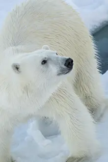 Don Grall: Norway, Svalbard. Norway, Svalbard. Close-up of polar bear