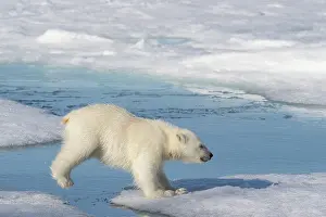 Don Grall: Norway, Svalbard. Polar bear cub jumping across water on