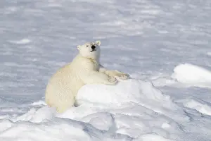 Don Grall: Norway, Svalbard. Polar bear cub jumping across water on