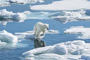Don Grall: Norway, Svalbard. Polar bear cub jumping across water on