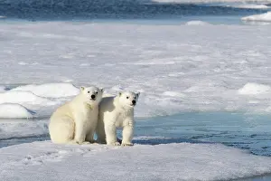 Don Grall: Norway, Svalbard. Polar bear cubs on pack ice. ic Don Grall