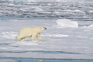 Dangerous: Norway, Svalbard. Polar bear on ice floe in Arctic Ocean