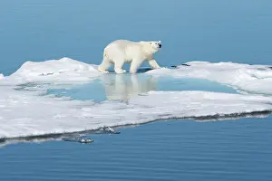 Dangerous: Norway, Svalbard. Polar bear on ice floe in Arctic Ocean