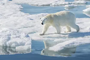 Dangerous: Norway, Svalbard. Polar bear on ice floe in Arctic Ocean