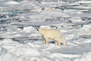Don Grall: Norway, Svalbard. Polar bear mother and cub on pack ice in