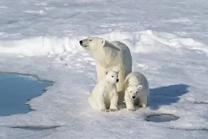 Don Grall: Norway, Svalbard. Polar bear mother and cubs on pack ice in