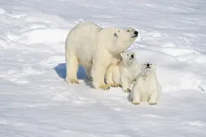 Dangerous: Norway, Svalbard. Polar Bear mother with a pair of 6 month
