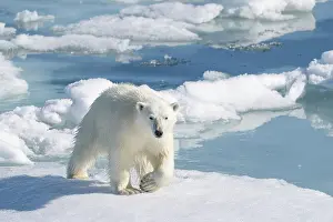 Dangerous: Norway, Svalbard. Polar bear on pack ice in Arctic Ocean