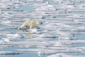 Dangerous: Norway, Svalbard. Polar bear sow aggressively approaches