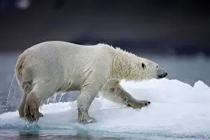 Halvmaneoya: Norway, Svalbard, Polar Bear (Ursus maritimus)