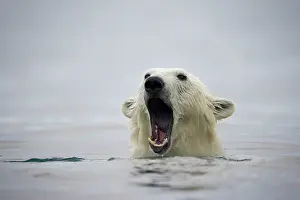 Halvmaneoya: Norway, Svalbard, Polar Bear (Ursus maritimus)