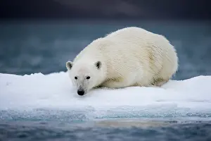 Halvmaneoya: Norway, Svalbard, Polar Bear (Ursus maritimus)