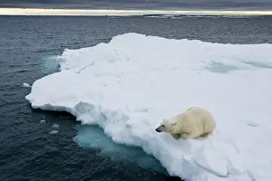 Halvmaneoya: Norway, Svalbard, Polar Bear (Ursus maritimus)