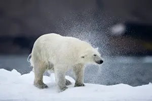 Halvmaneoya: Norway, Svalbard, Polar Bear (Ursus maritimus)