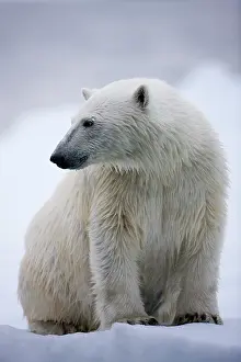 Halvmaneoya: Norway, Svalbard, Polar Bear (Ursus maritimus)
