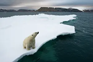 Halvmaneoya: Norway, Svalbard, Polar Bear (Ursus maritimus)