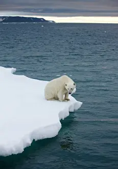 Halvmaneoya: Norway, Svalbard, Polar Bear (Ursus maritimus)