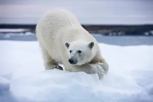 Halvmaneoya: Norway, Svalbard, Polar Bear (Ursus maritimus)