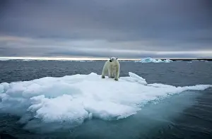 Halvmaneoya: Norway, Svalbard, Polar Bear (Ursus maritimus)