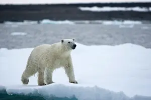 Halvmaneoya: Norway, Svalbard, Polar Bear (Ursus maritimus)