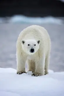Individuality: Norway, Svalbard, Polar Bear (Ursus maritimus)