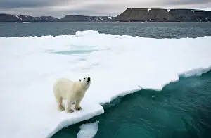 Halvmaneoya: Norway, Svalbard, Polar Bear (Ursus maritimus)