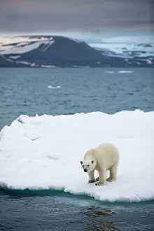 Halvmaneoya: Norway, Svalbard, Polar Bear (Ursus maritimus)