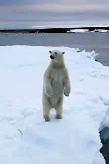 Individuality: Norway, Svalbard, Polar Bear (Ursus maritimus)