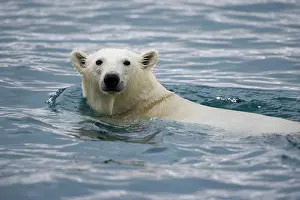 Individuality: Norway, Svalbard, Polar Bear (Ursus maritimus)