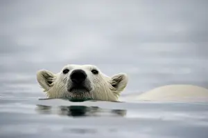 Individuality: Norway, Svalbard, Polar Bear (Ursus maritimus)
