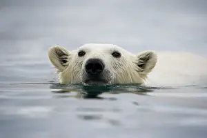 Individuality: Norway, Svalbard, Polar Bear (Ursus maritimus)