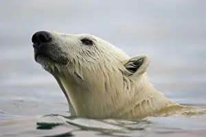Halvmaneoya: Norway, Svalbard, Polar Bear (Ursus maritimus)