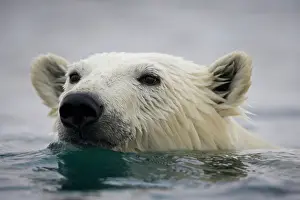 Halvmaneoya: Norway, Svalbard, Polar Bear (Ursus maritimus)