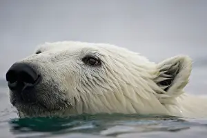 Halvmaneoya: Norway, Svalbard, Polar Bear (Ursus maritimus)