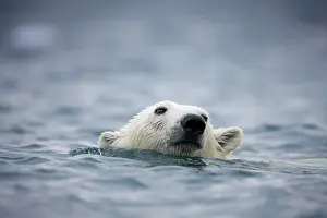 Halvmaneoya: Norway, Svalbard, Polar Bear (Ursus maritimus)