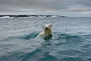Halvmaneoya: Norway, Svalbard, Polar Bear (Ursus maritimus)