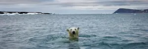 Halvmaneoya: Norway, Svalbard, Polar Bear (Ursus maritimus)