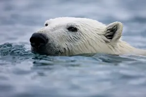 Halvmaneoya: Norway, Svalbard, Polar Bear (Ursus maritimus)