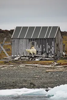 Halvmaneoya: Norway, Svalbard, Polar Bear (Ursus maritimus)