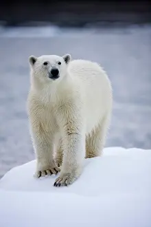 Individuality: Norway, Svalbard, Polar Bear (Ursus maritimus)