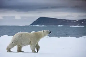 Halvmaneoya: Norway, Svalbard, Polar Bear (Ursus maritimus)