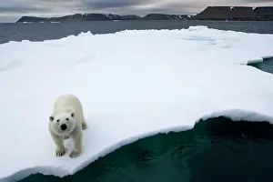 Halvmaneoya: Norway, Svalbard, Polar Bear (Ursus maritimus)