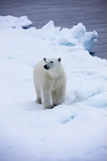 Individuality: Norway, Svalbard, Polar Bear (Ursus maritimus)
