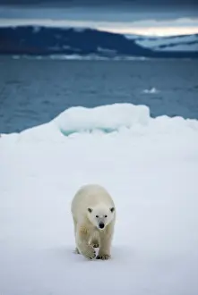 Stalking: Norway, Svalbard, Polar Bear (Ursus maritimus)