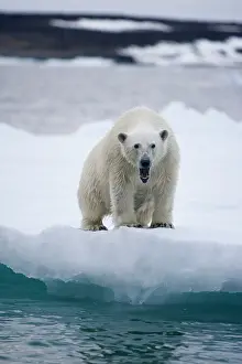 Halvmaneoya: Norway, Svalbard, Polar Bear (Ursus maritimus)