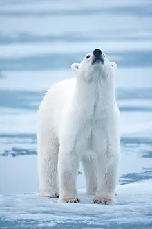 Sniff: Norway, Svalbard, Polar Bear (Ursus maritimus)