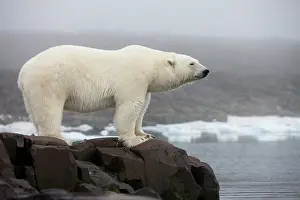 Sentry: Norway, Svalbard, Polar Bear (Ursus maritimus)